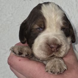 Lumpy - Liver white and roan male English Springer Spaniel puppy in Florida from Thunderbird Springers