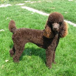 Snoopy - Poodle