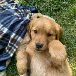 Stanley - Dark golden male Golden Retriever puppy in Bountiful, Utah from Everest's Golden Legacy