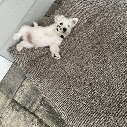 West Highland White Terrier Puppies from Windsor's West Highland White Terriers