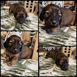 Shaded Red - Red male Dachshund puppy in Panama City Fl, Florida from Southern Bliss Doxies