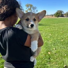 Tater tot - Red male Pembroke Welsh Corgi puppy in Urbana, Ohio from Edgewood Farm and Kennel