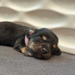 Pink Girl - Black and cream female Dachshund puppy in Horizon City, Texas from Willipaws