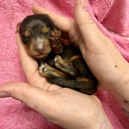 Eloise - Dapple female Dachshund puppy in Westport, Kentucky from Lonestar Creek Farm
