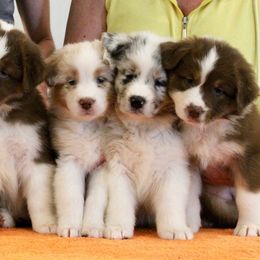 Australian Shepherd Puppies from Bellamist Aussies
