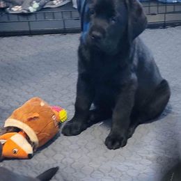 Labrador Retriever Puppies from Howard English Labradors