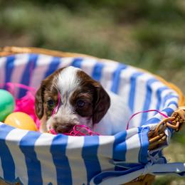 Iono - Piebald female Dachshund puppy in Wichita Falls, Texas from Matilda Jane’s Dachshunds