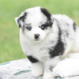 Poetic - Blue merle female Toy Australian Shepherd puppy in Chickasha, Oklahoma from Rustic Lace