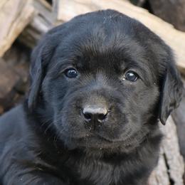 Tulsa - Black female Labrador Retriever puppy in Camden, Indiana from Prebleridge Acres