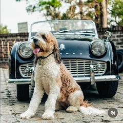 Girl 2 - Brown and white female Saint Berdoodle puppy in Castle Rock, Washington from PNW Saint Berdoodles