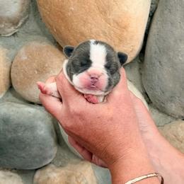 Blue Boy - Blue male French Bulldog puppy in New Hampton, New Hampshire from Kismet French Bulldogs