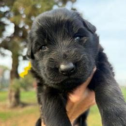 Girl 5 - Black female German Shepherd puppy in Valley Springs, South Dakota from Von Pasch German Shepherds