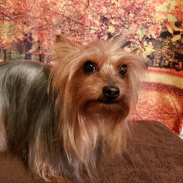 Rosie - Yorkshire Terrier