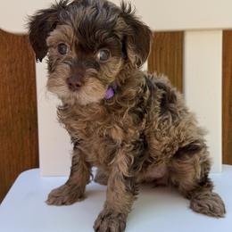 Coco - Purple Collar - Chocolate female Goldendoodle puppy in Kingwood, Texas from Kingwood Goldendoodles