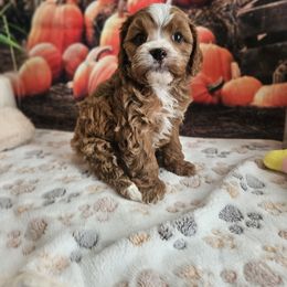 Rae - Red male Cavapoo puppy in Lebanon, Missouri from Leerose Puppies