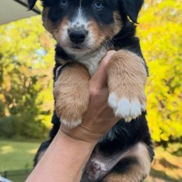 Dandee - Black tri-color male Australian Shepherd puppy in Makanda, Illinois from S.I. Aussie