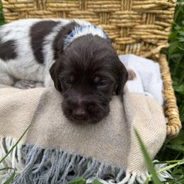 Wirehaired Pointing Griffon Puppies from Idleista Grand Chasseur