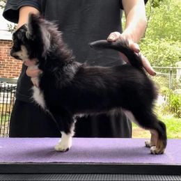 Clover - Chihuahua