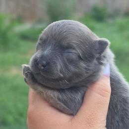 Bluey - Blue brindle male Pomeranian puppy in Fort Worth, Texas from Picture Perfect Poms