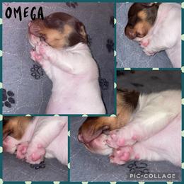 Omega - Piebald male Dachshund puppy in Liberty Hill, Texas from Champion Dachshunds