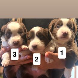RTF-1 - Red tri female Miniature Australian Shepherd puppy in Chino Valley, Arizona from Perkins Mini/Toy Aussies
