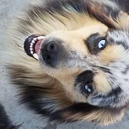 cutter - Miniature Australian Shepherd