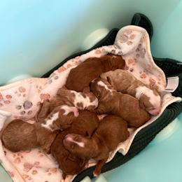 Boy 3 - Red  male Goldendoodle puppy in Orangevale, California from Ugly Dad Doodles