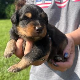 Arrax - Dilute blue male Australian Shepherd puppy in Kokomo, Indiana from North Central Aussies