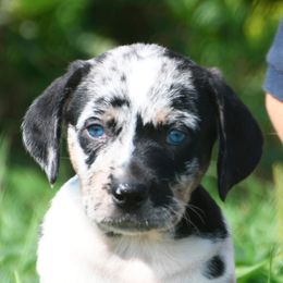 Pumkin - Blue merle female Catahoula Leopard Dog puppy in Potsdam, New York from Spot On Catahoula Leopard Dogs