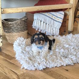 F1B Meet Cider :) - Tri-color male Cavapoo puppy in Centerville, Iowa from Barnyard Dachshunds, Dals & Doodles