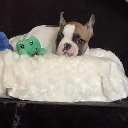 French Bulldog Puppies from Terra Sassa