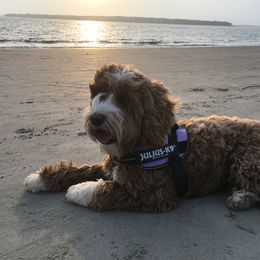 Venus - Australian Labradoodle