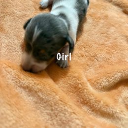Girl 2 - Piebald Dachshund puppy in Gastonia, North Carolina from Lanier’s Little Weenies
