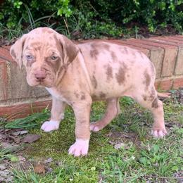 Male 4 - Red merle male Catahoula Leopard Dog puppy in Gadsden, Alabama from Rich Cat’s
