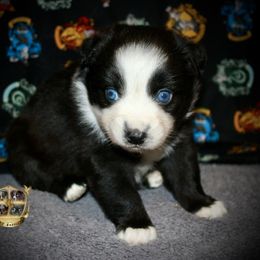 Snowball - Black & white female Miniature Australian Shepherd puppy in El Dorado Springs, Missouri from HP Aussie Kennels