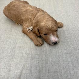 Light pink - Red  female Poodle puppy in Pasco, Washington from Dayton Farms
