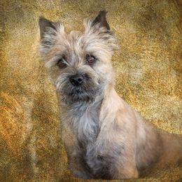 Cairn Terriers from CastleRock Cairns