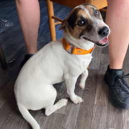 Lord Hampton "Hampton" - Russell Terrier puppy from Royal Russells Ranch