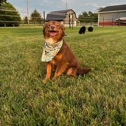 Eva - Toy Australian Shepherd