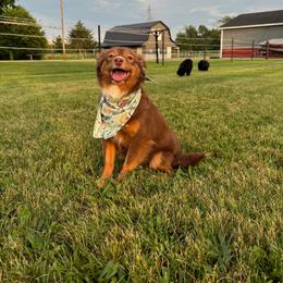 Eva - Toy Australian Shepherd
