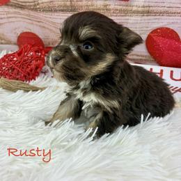 Rusty - Liver male Miniature Schnauzer puppy in Sylvania, Georgia from Southern Sky Miniature Schnauzers
