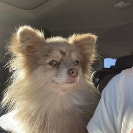 Pretzel - Pomeranian