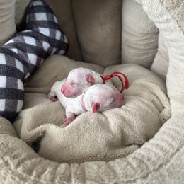 Goldendoodle puppies from Chitownpupz