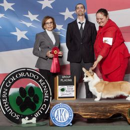 Missie - Pembroke Welsh Corgi