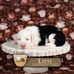 Latte - Black and white female Sheepadoodle puppy in Cleveland, Tennessee from Narrow Path Old English & Sheepadoodles