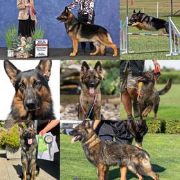 German Shepherd puppies from Von Guadachi German Shepherds & Audacity Border Collies