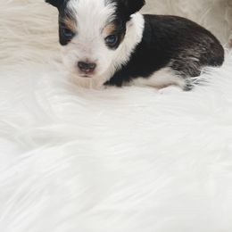 Sadie - Black tri female Toy Australian Shepherd puppy in Louisville, Mississippi from Kristy’s Kennels