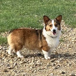 Harley - Pembroke Welsh Corgi