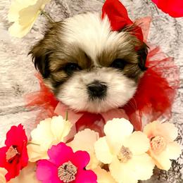 Ellie - Red and white female Shih Tzu puppy in Klamath Falls, Oregon from Bel Aire Beauties