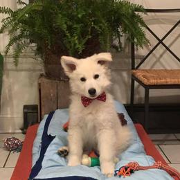 Berger Blanc Suisse and German Shepherd Puppies from Vom Hundhaus German Shepherds